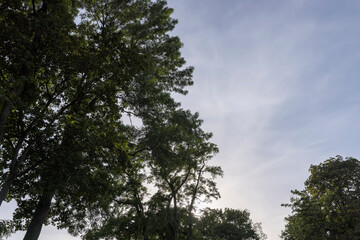Different trees growing together in the forest