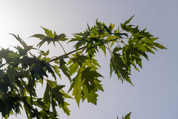 green maple leaves in late summer