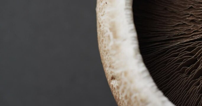 Micro video of close up of mushroom with copy space on grey background