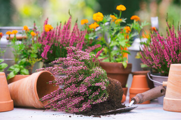 Heather and flower bulbs on a garden table