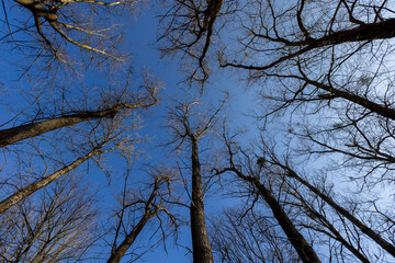 leafless deciduous trees in the spring season