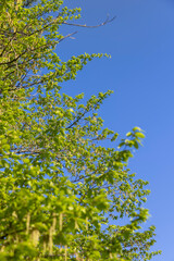 green foliage on hornbeam tree in spring bloom