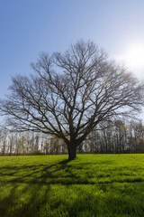 lonely growing oak without foliage in sunny weather