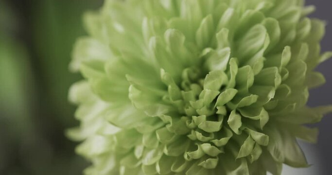 Micro video close up of green flower with copy space on grey background