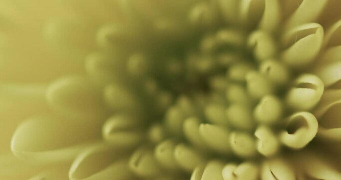 Micro video close up of yellow flower with copy space