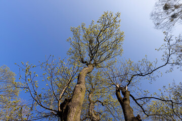 green foliage and maple flowers on trees in the spring season
