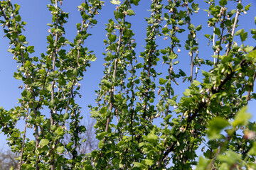 gooseberry bush with green foliage and flowers