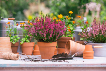 Heather and flower bulbs on a garden table