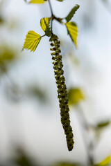 young birch with new green leaves in the spring season