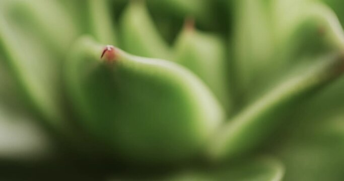 Micro video of close up of green cactus plant with copy space