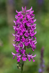 Close up of wood betony hummelo (stachys officinalis) flowers in bloom
