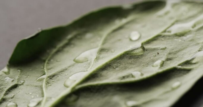 Micro video of close up of green leaf with water drops and copy space