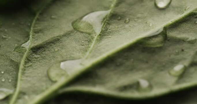 Micro video of close up of green leaf with water drops and copy space