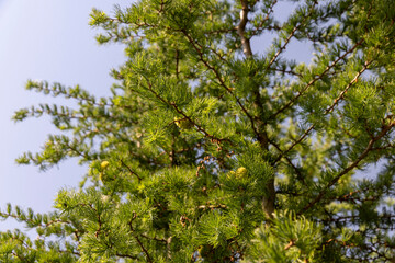 green needles on a larch tree in the spring season