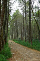 The beauty of the towering pine forest