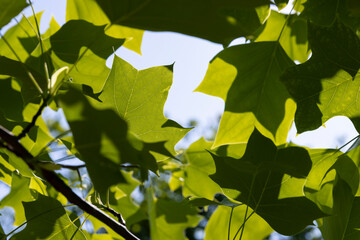 tulip tree with green foliage in windy weather
