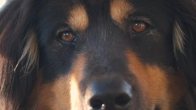 Close up portrait of black guard dog laying outdoor. Mongolian dog or bankhar breed. 