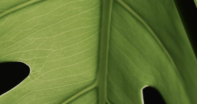 Micro video of close up of green leaf with copy space