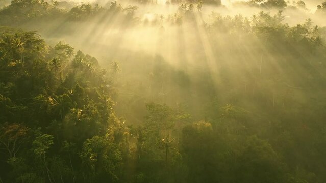 Magical Morning Fog Drone Video Shot