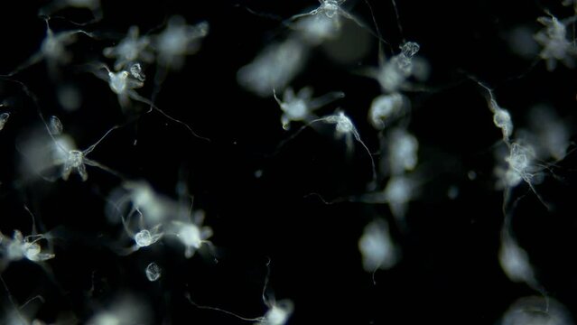 Larvae of sea spider Phoxichilidium femoratum under microscope, order Pantopoda. Protonymphon stage. After hatching, they parasitize Anthoathecata. White sea