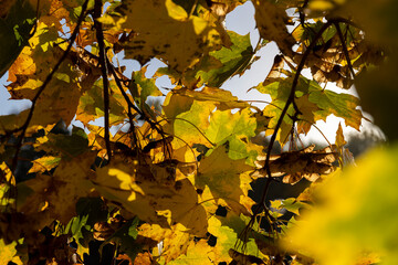 Maple foliage that has changed color in autumn