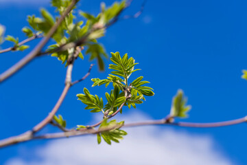 mountain ash tree branches in the spring season