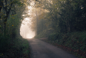 Obraz premium Un chemin de forêt dans la brume automnale. Une route dans un bois brumeux pendant l'automne. Route avec le brouillard et des arbres jaunes. L'automne en campagne