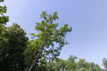 Trees in a mixed forest in summer