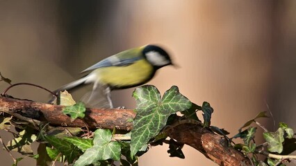 Great tit bird, perched on a branch with ivy.