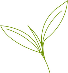 Green tea leaf minimal line icon