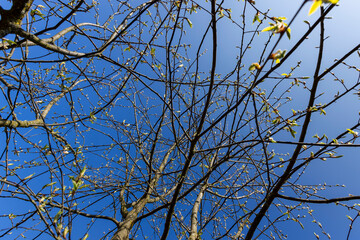 the branches of the bird cherry tree in the spring season
