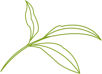 Fototapeta na wymiar Green tea leaf minimal line icon