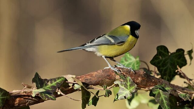 Bird Great tit perched on a beautiful branch with ivy.