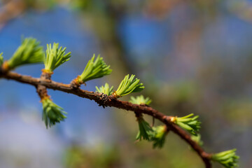 European larch during the appearance of the first needles in spring