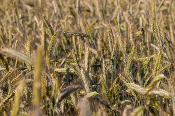 An agricultural field where ripening cereal wheat grows