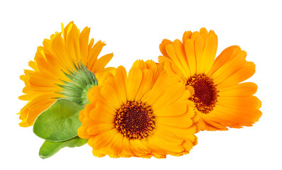 Calendula officinalis flower isolated on white or transparent background. Marigold medicinal plant, healing herb. Three calendula flowers with green leaves.