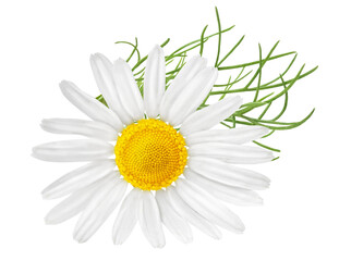 Chamomile flower isolated on white or transparent background. Camomile medicinal plant, herbal medicine. One single chamomile flower with green leaves.