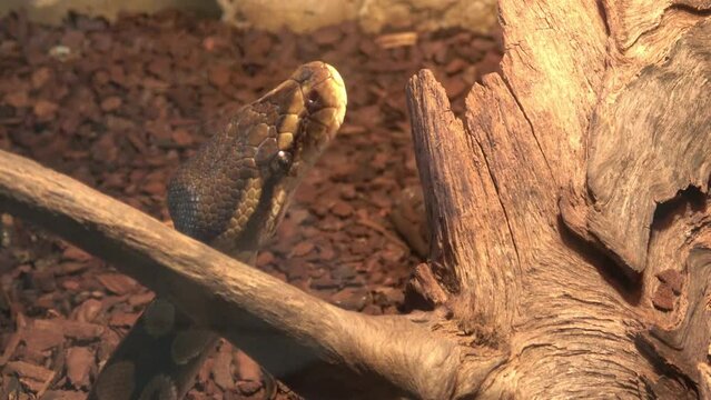 Closeup of head of the royal python or ball python Python regius