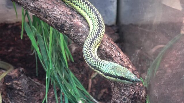 Baron's green racer Philodryas baroni tree snake
