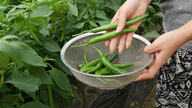 Closeup of Hand of Woman Farmer  Plucking Long Green Chili Peppers from Plant and Gather in Basin at Greenhouse During  Summer Harvesting