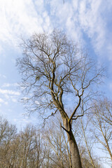 deciduous trees without foliage in spring