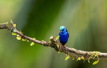 Shining honeycreeper. Glowing honey vine is a small bird of the tanager family. It is found in the tropical New World in Central America, from southern Mexico to Panama and northwestern Colombia.