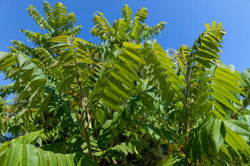 sumac tree with green foliage in windy weather