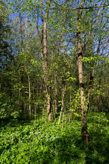 Fototapeta premium deciduous trees in a mixed forest in the spring season