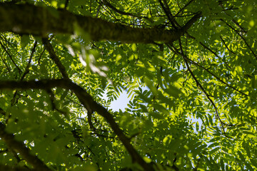 Fototapeta na wymiar a flowering rowan tree with green foliage in the spring season