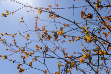birch trees with green young red foliage