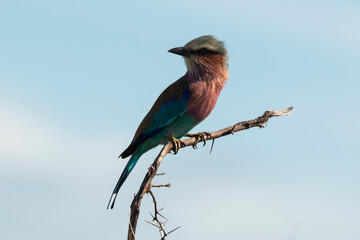 Rollier à longs brins,. Coracias caudatus, Lilac breasted Roller