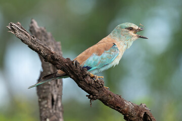 Rollier d'Europe,.Coracias garrulus, European Roller