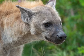 Tuinposter Hyène tachetée, Crocuta crocuta, Afrique du Sud © JAG IMAGES