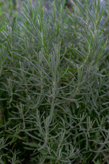 a shrub of non-flowering lavender